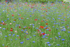 花畑で