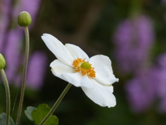 夏の花