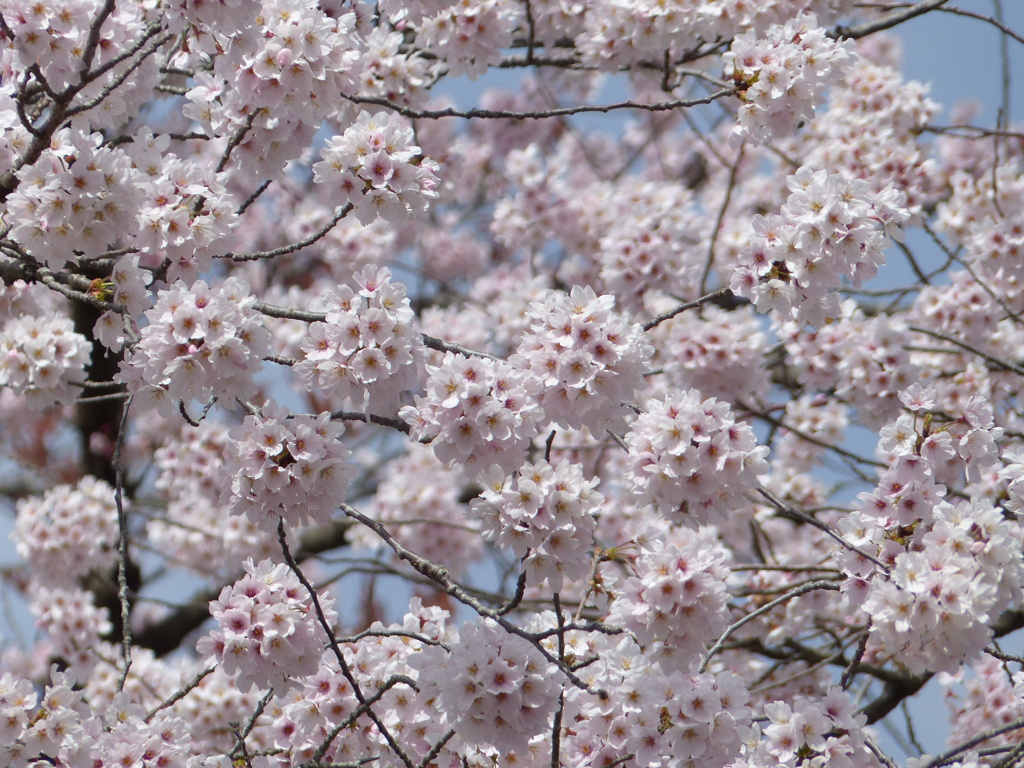 春12(春の花5)