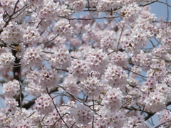 春12(春の花5)