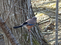 冬の里山で(カケス)