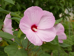 夏の花