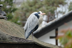 アオサギ