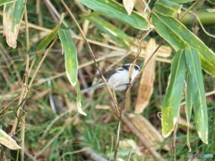 かくれんぼですか(エナガ)