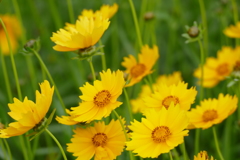 花畑で