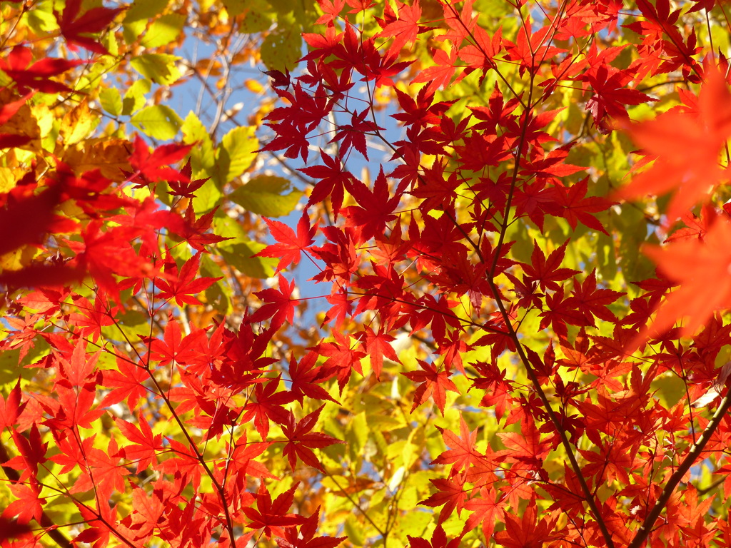 紅葉