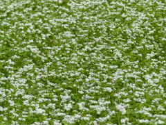 蕎麦の花