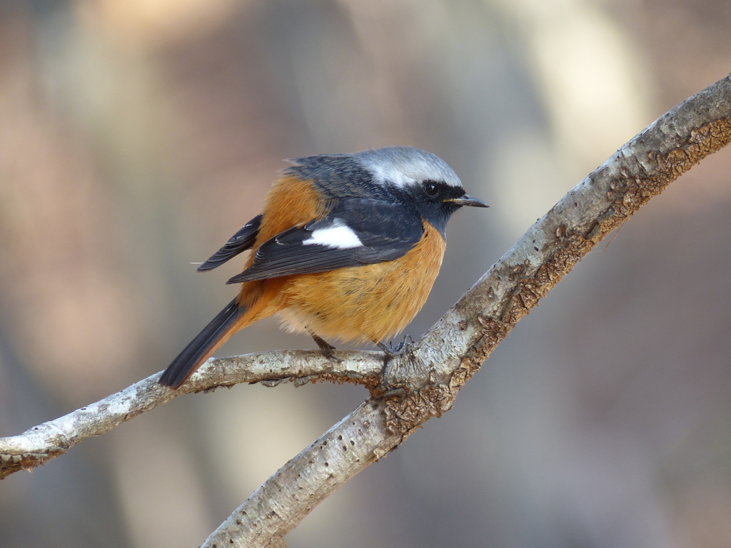 冬の里山で10(ジョウビタキ3)