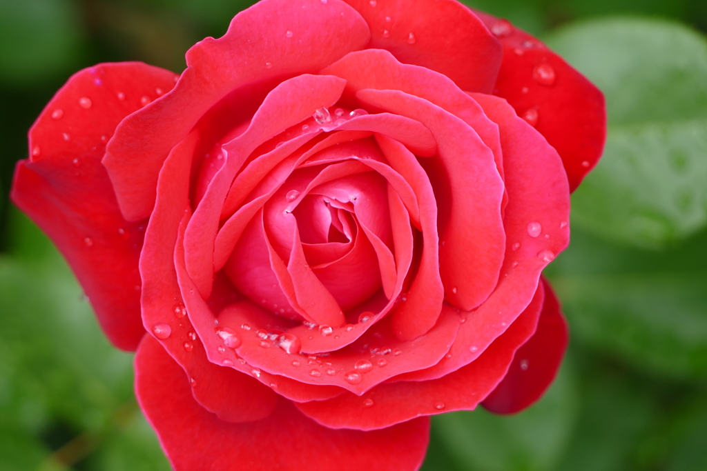 雨上がりのバラ園で