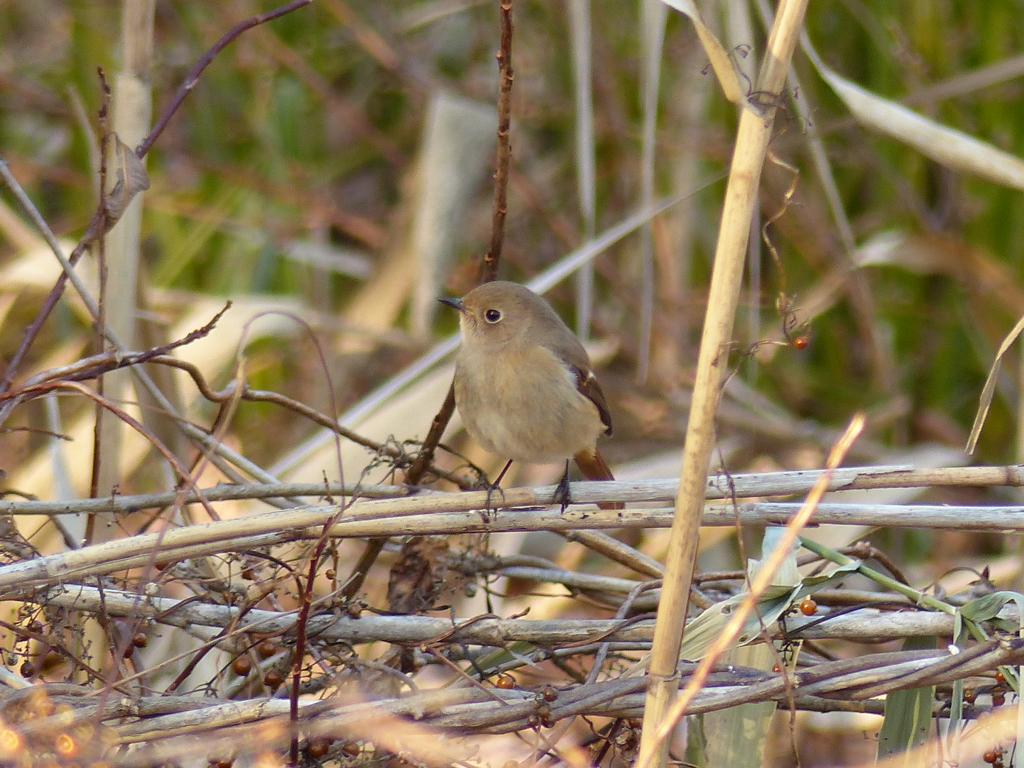 美人さん(ジョウビタキ）