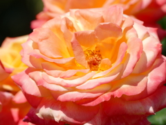 春の花14(バラ4)
