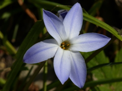 春の花