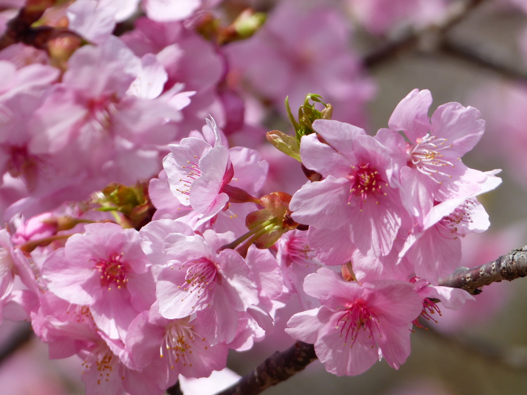 春の里山で4(河津桜1)