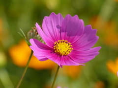 コスモス