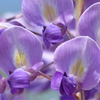 藤の花      