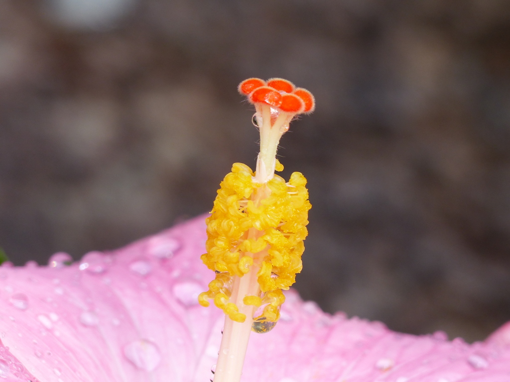 花芯