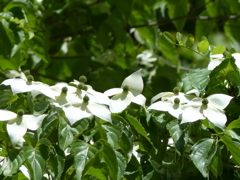 春25(里山の白い花) ヤマボウシ