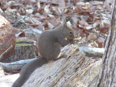 冬の里山で9(リス4)
