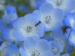 春の花