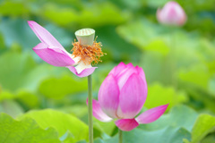 蓮池で