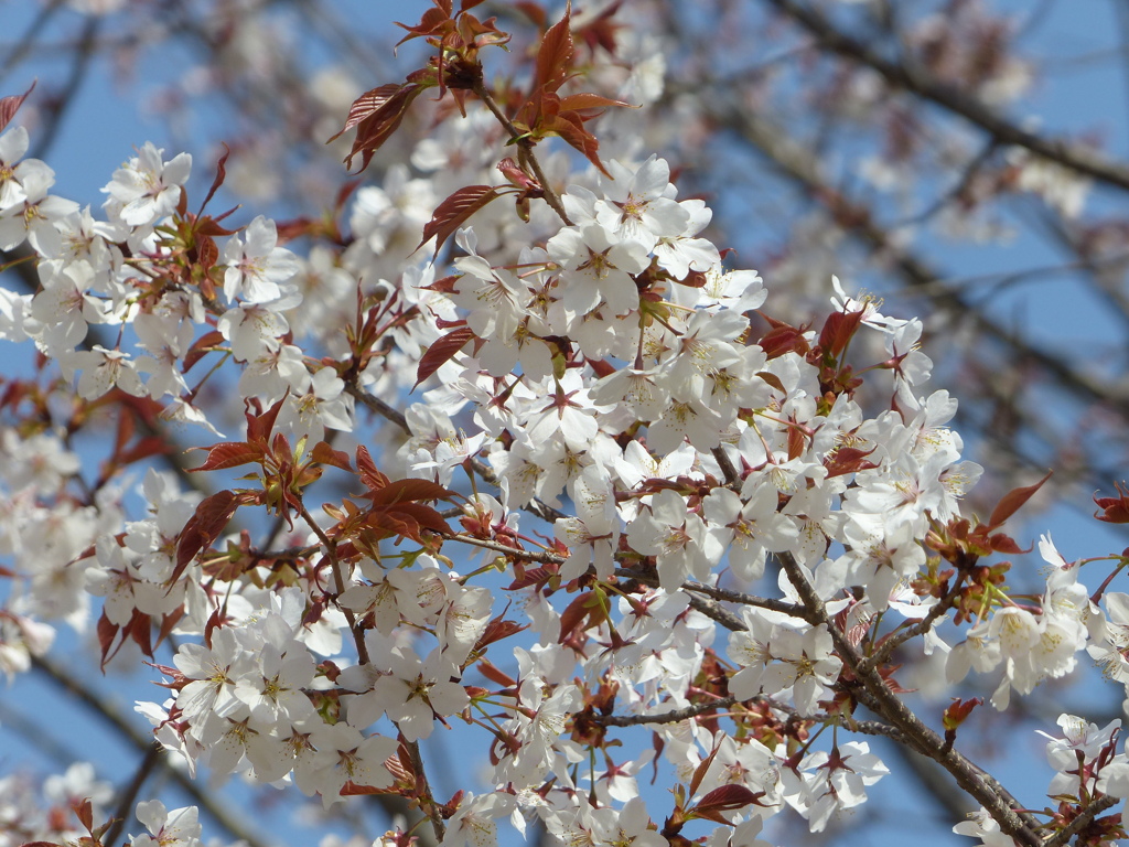 春の花3(桜3)