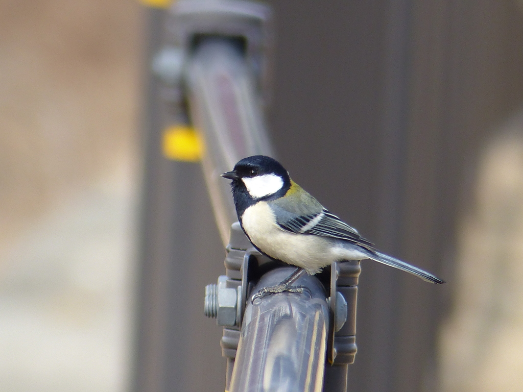 里山の冬鳥たち