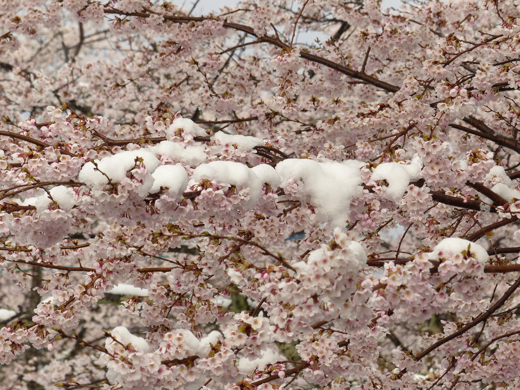 雪桜