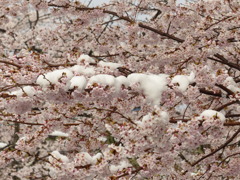 雪桜