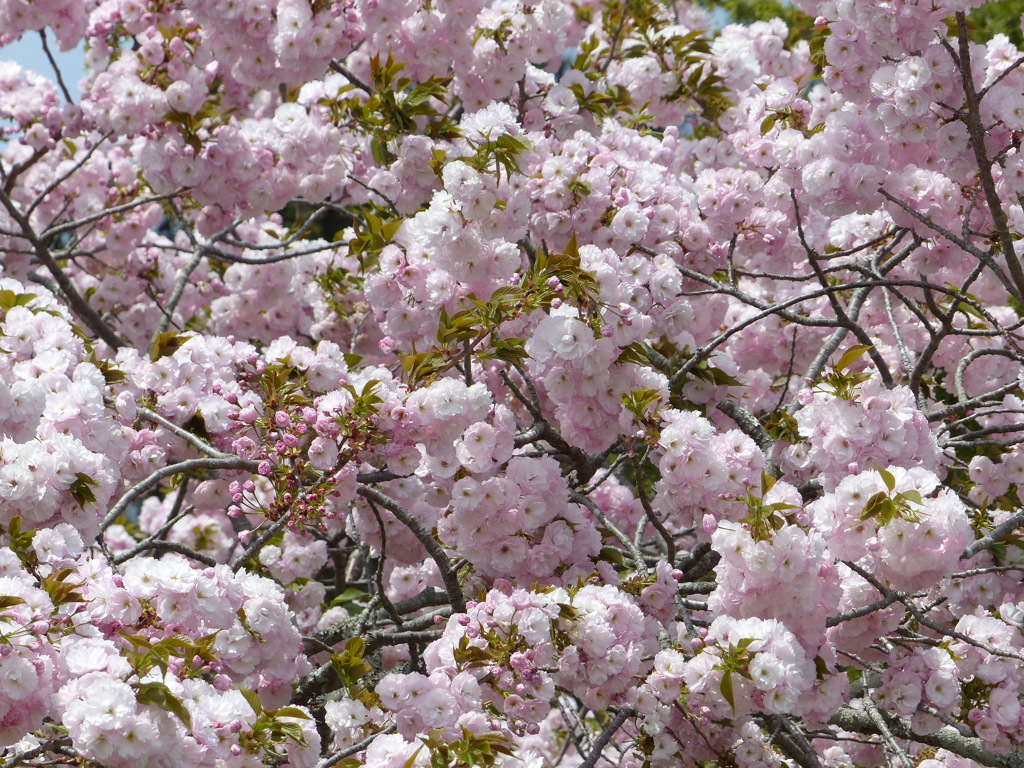 春の里山で6(桜7)