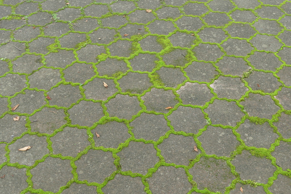 苔むして