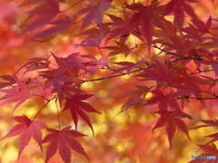 錦の秋1