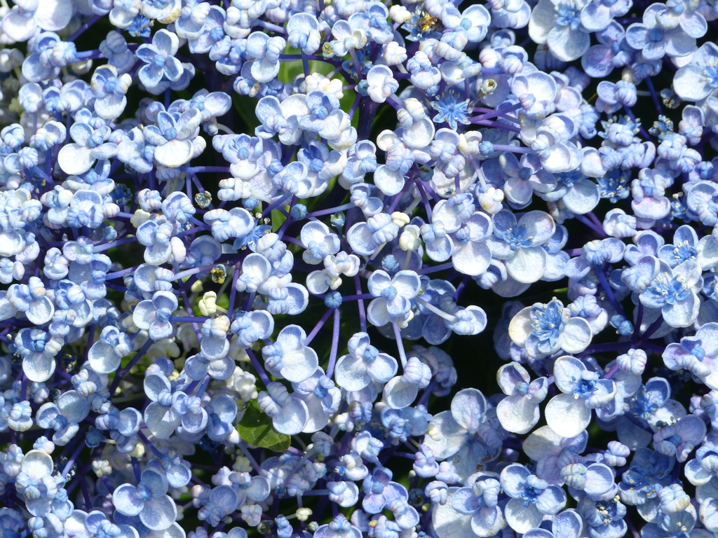 初夏の花5 (アジサイ)