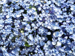 初夏の花5 (アジサイ)