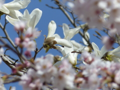 春の花