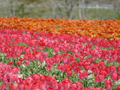春19(チューリップ畑で1）