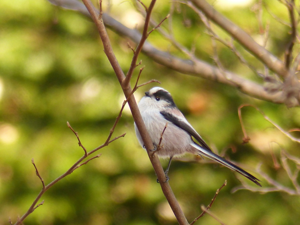 冬の里山で(エナガ）