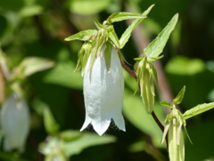 初夏の白い花