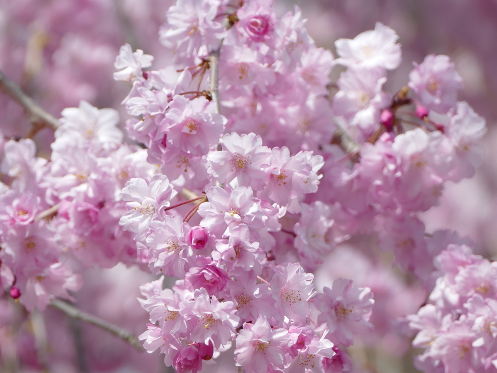 青空と桜