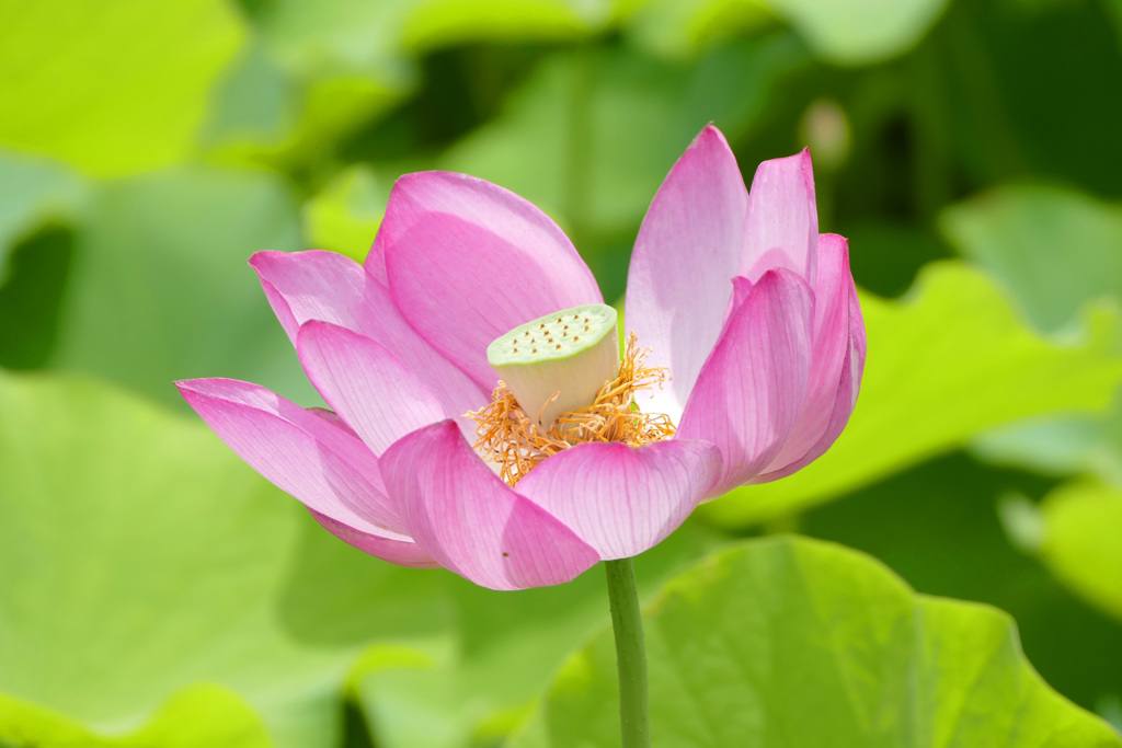 蓮池で
