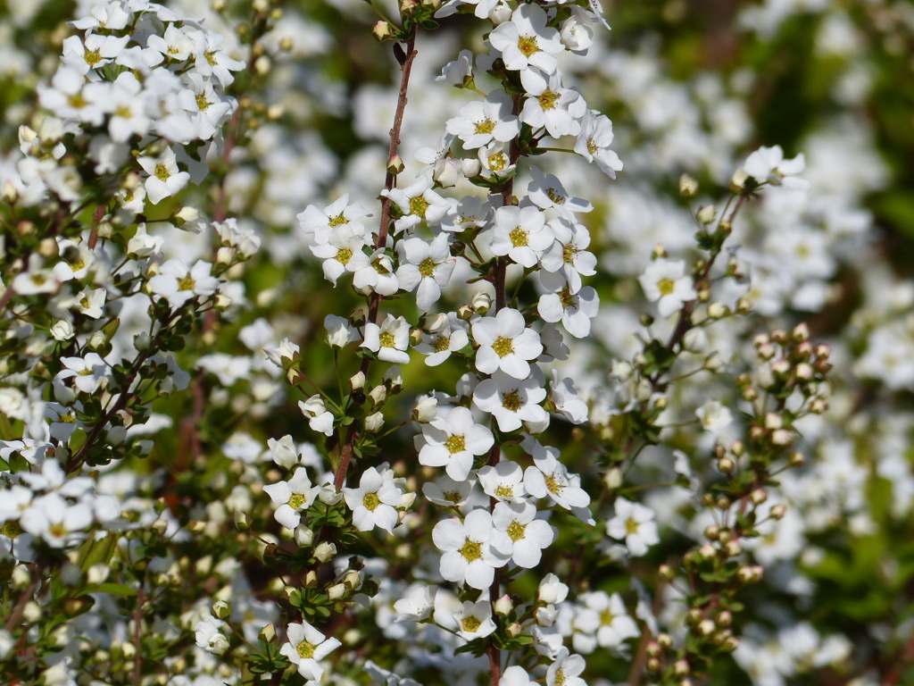 春の花3(ユキヤナギ)