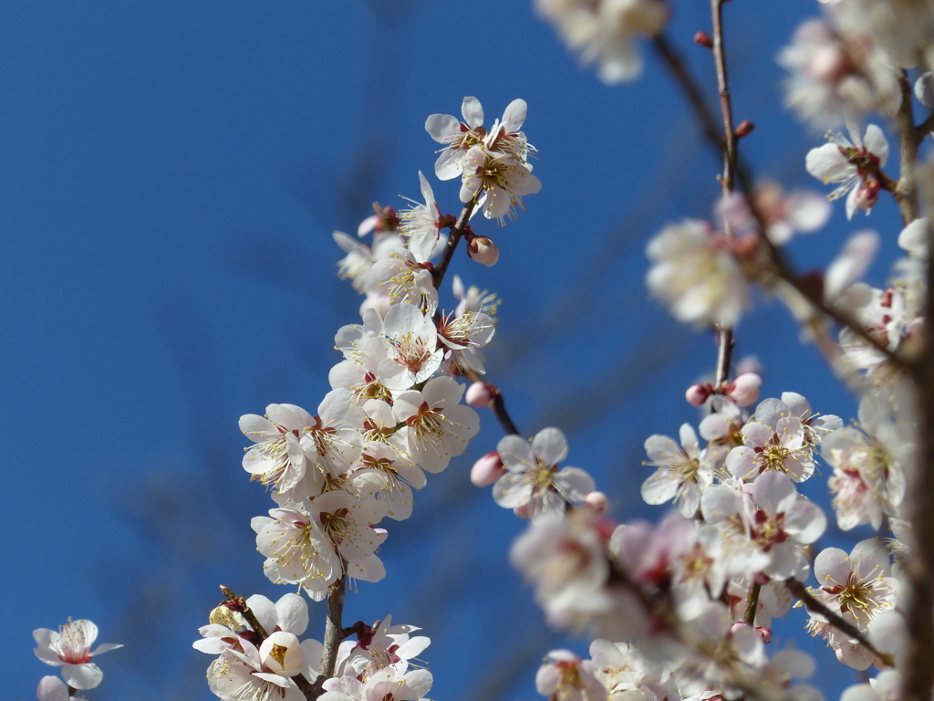 春の花
