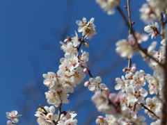 春の花