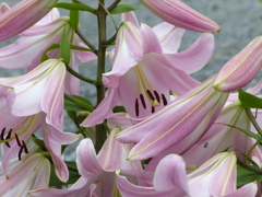 夏の花2(百合の花)
