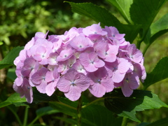紫陽花