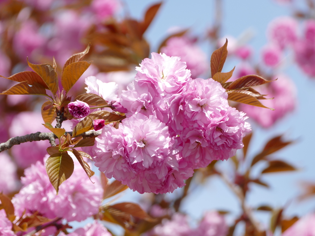 桜