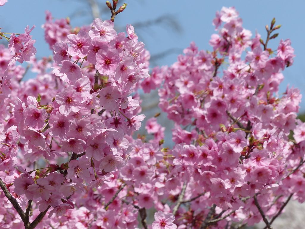 春の花4(桜4)