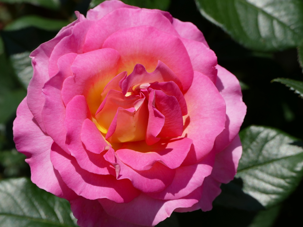 春の花15(バラ5)