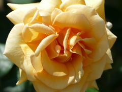 春の花13(バラ3)
