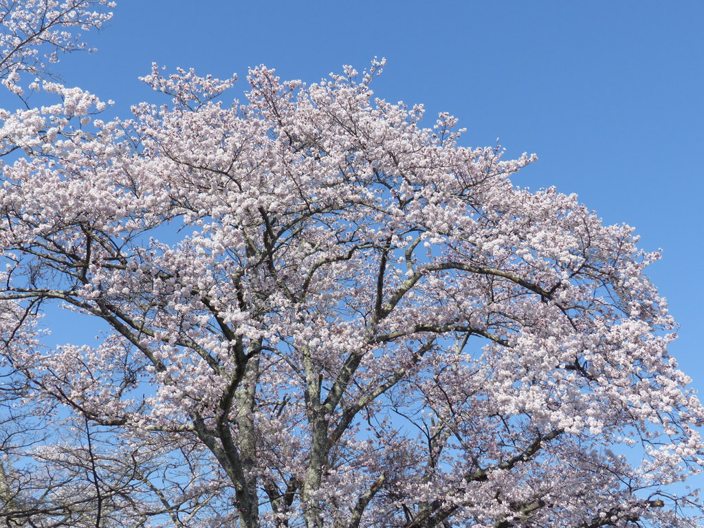 青空と桜