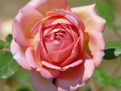 春の花18(バラ8)
